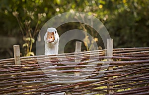 White goose stretching its neck over a fence