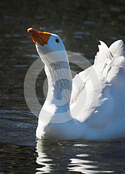 WHITE GOOSE STRIKES A POSE