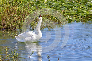 White Goose, Swan Making An Angry Hissing Sound