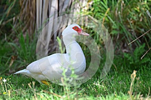 White goose in Travis Wetland Nature Heritage Park in New Zealand