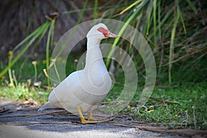 White goose in Travis Wetland Nature Heritage Park in New Zealand