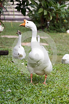 White goose walk on green grass background