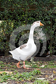 White goose walk on green grass background