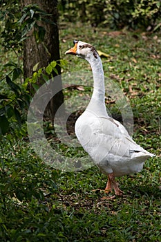 White goose walk on green grass background