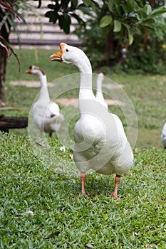 White goose walk on green grass background