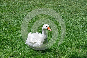 A White Goose Walking in Grass