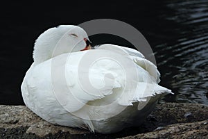 White goose