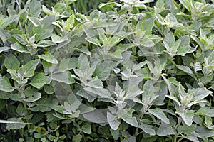 White goosefoot (Chenopodium album) grows in nature