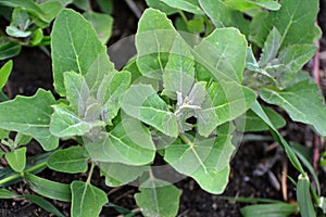 White goosefoot (Chenopodium album) grows in nature