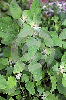 White goosefoot (Chenopodium album) grows in nature