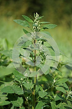 White goosefoot (Chenopodium album)
