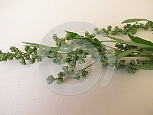 White goosefoot with seeds, Chenopodium album