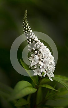 White gooseneck loosestrife flower blooming photo