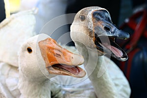 White gooses