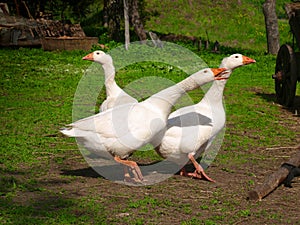 White gooses