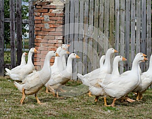 White gooses