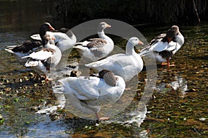 White gooses