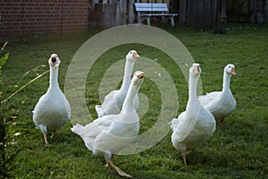 White gooses in a farm.