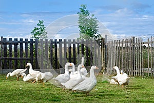 White gooses
