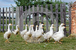 White gooses
