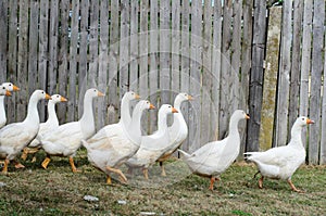 White gooses