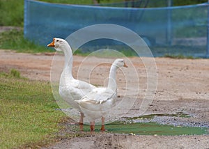 White gooses in farm