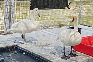 White gooses on the floor and near pond water at Kwan-Riam float