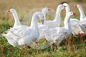 White gooses grazing on the meadow at noon