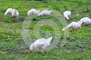 White gooses in the meadow in summer