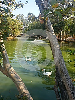 White gooses in The water