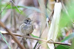 White-gorgeted Flycatcher