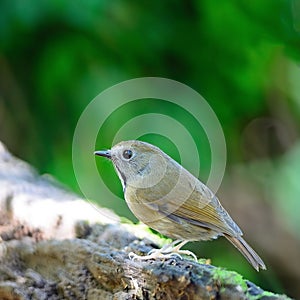 White-gorgeted Flycatcher