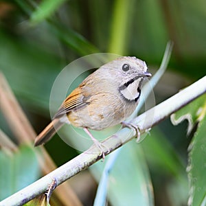 White-gorgeted Flycatcher