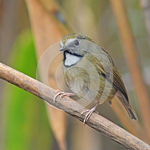 White-gorgeted Flycatcher bird