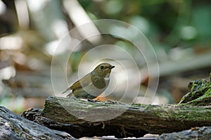 White-gorgeted Flycatcher Ficedula monileger Birds