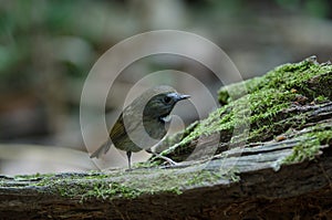 White-gorgeted Flycatcher Ficedula monileger Birds