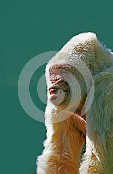 White Gorilla, gorilla gorilla, Male called Snowflake or Copito de Nieve, Barcelona Zoo photo