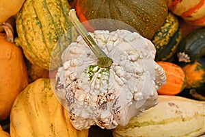 White gourd with warty skin