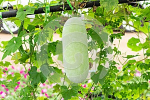 White gourd or Winter gourd in the garden