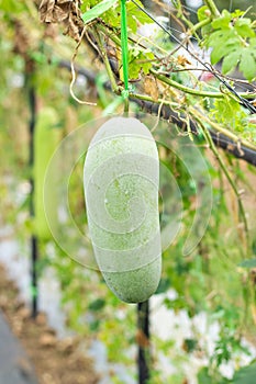 White gourd or Winter gourd in the garden