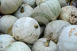 White gourds