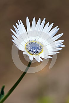 White gousblom, or african daisy (arctotis).