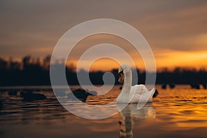 White graceful swan and flock of ducks swim in sunset lakes water