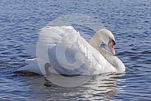 White graceful swan swimming in a river