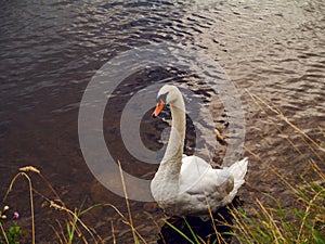 White gracious swan in water. Copy space. Water surface texture