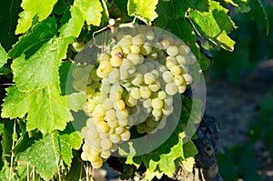 White grape