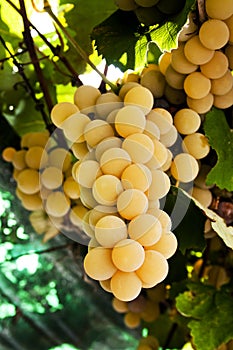 White grape