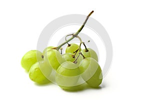 White Grape