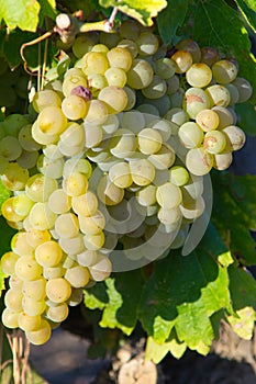 White grape from AOC Maury