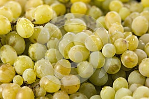 White grape background